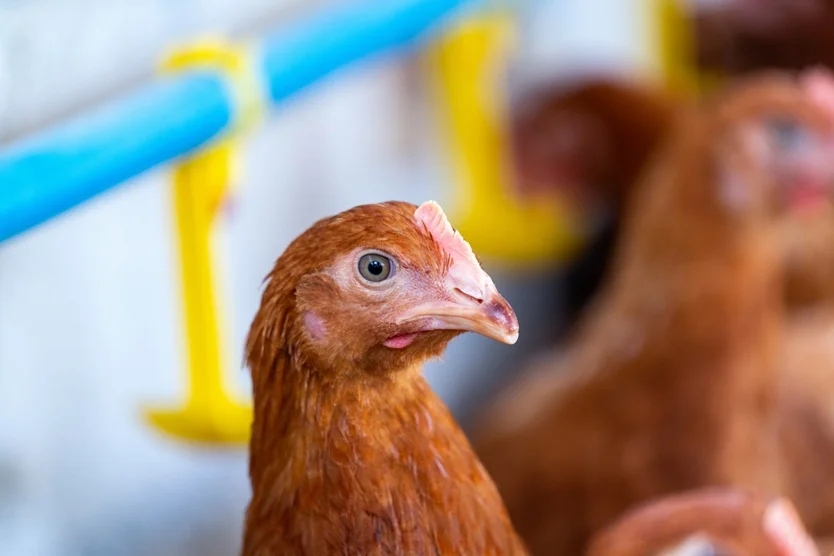 Plenário pode votar projetos sobre indenização a fiscais agropecuários, criação de fundo para defesa sanitária e regras para milhas aéreas